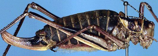 Phonochorion uvarovi Karabag, 1956: female, lateral view (paratype). (Otu).