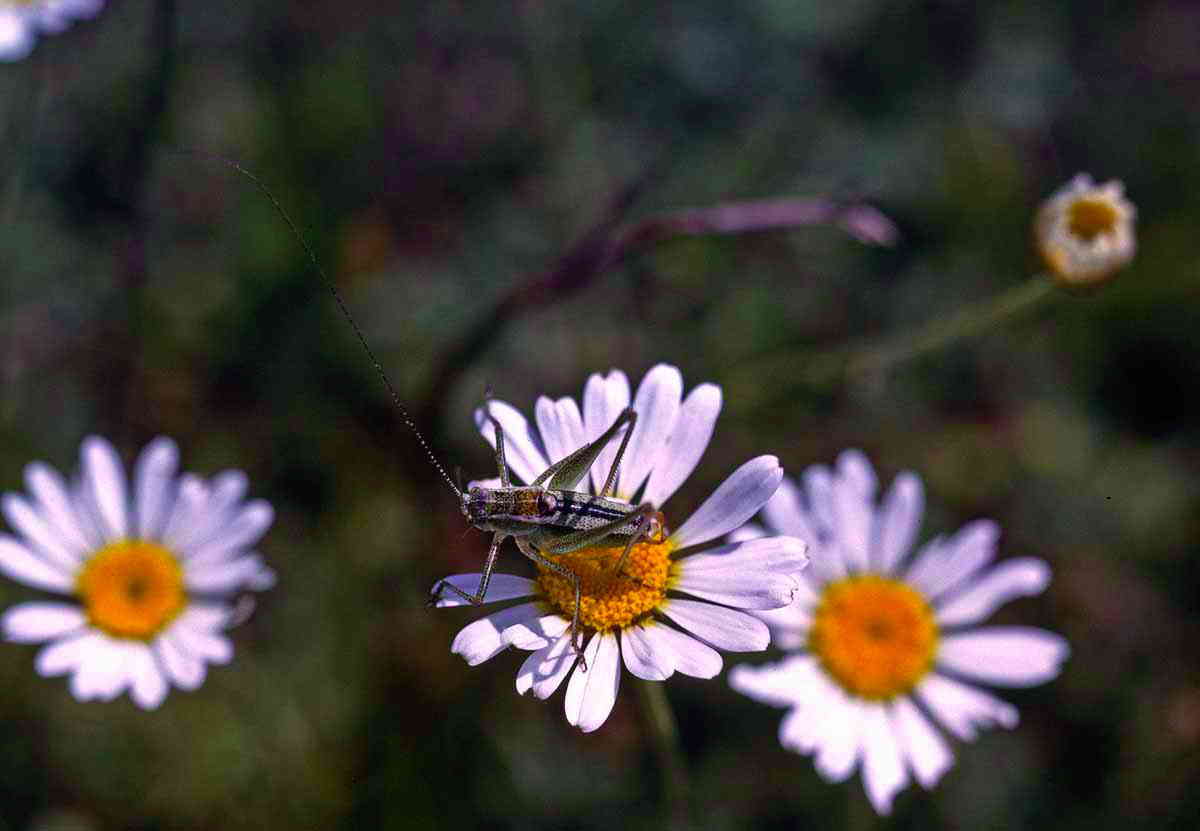 Poecilimon macedonicus Ramme, 1926: male. (Otu).