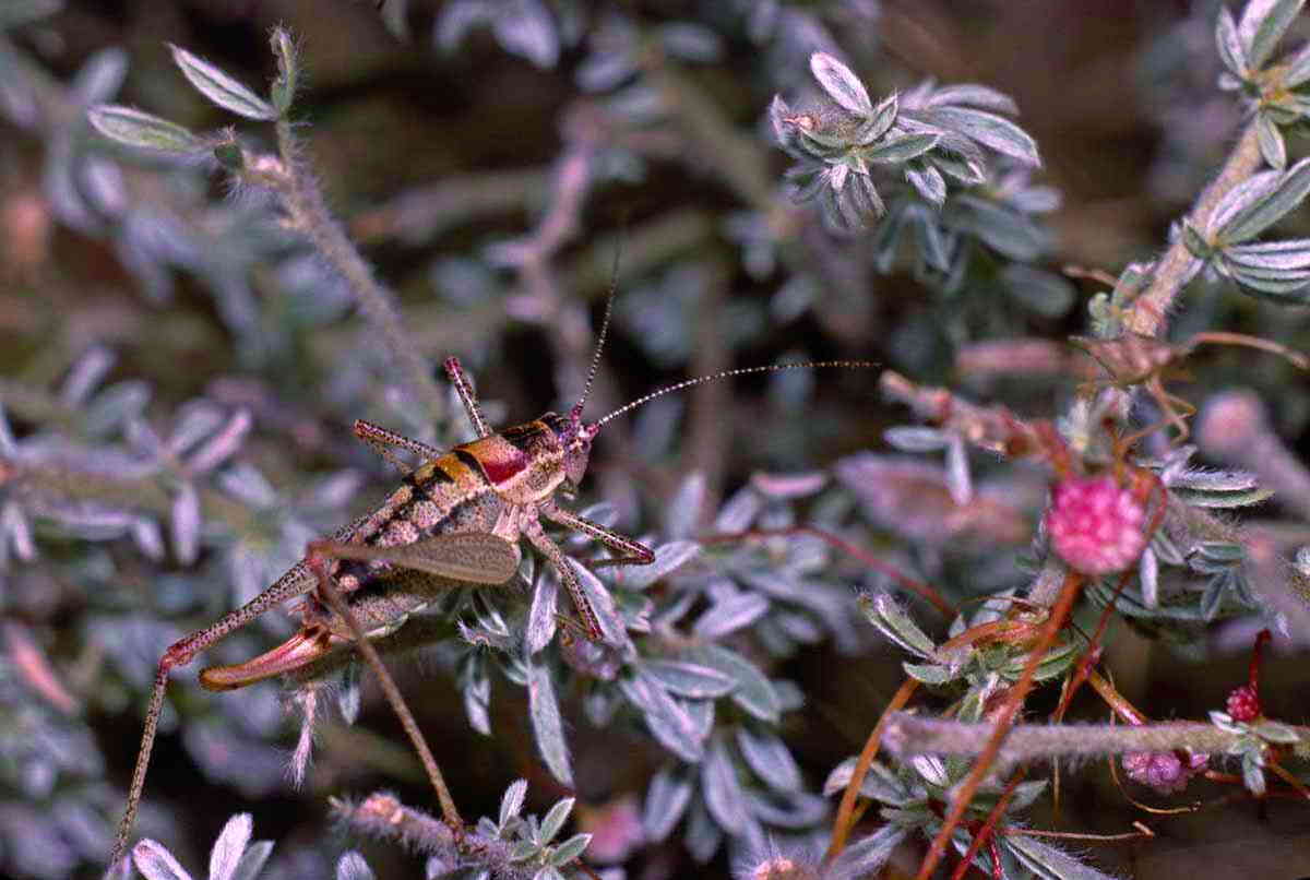 CollectionObject 1496869; 88feab98-d7a9-4f44-b58d-e06e32775146, CH1675: female. (CollectionObject).