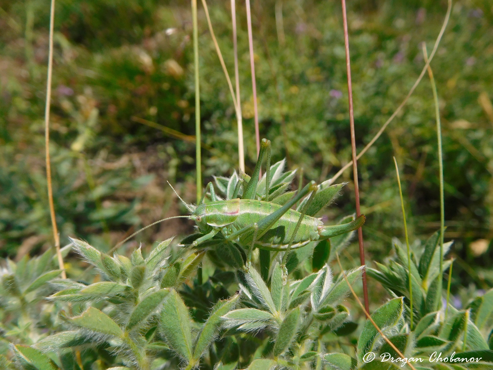 CollectionObject 1588148; ccbb5ed2-d004-49fa-bb03-42da909f2a6b: female, BG: Kadiytsa peak. (CollectionObject).