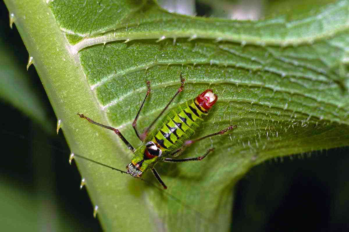 CollectionObject 1496877; 20ab2c33-06b7-478a-adfe-ba593b69e4fd, CH1227: male, dorsal view. (CollectionObject).