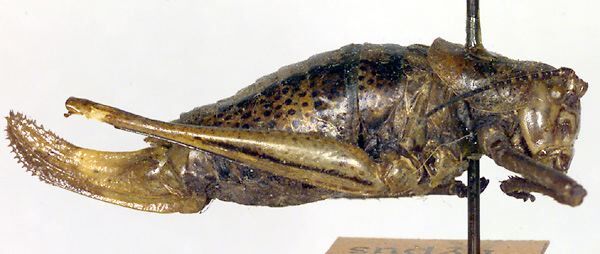 CollectionObject 1500674; 08fa0914-e8a6-4d5f-a387-390591a207b3: female, lateral view (holotype). (CollectionObject).