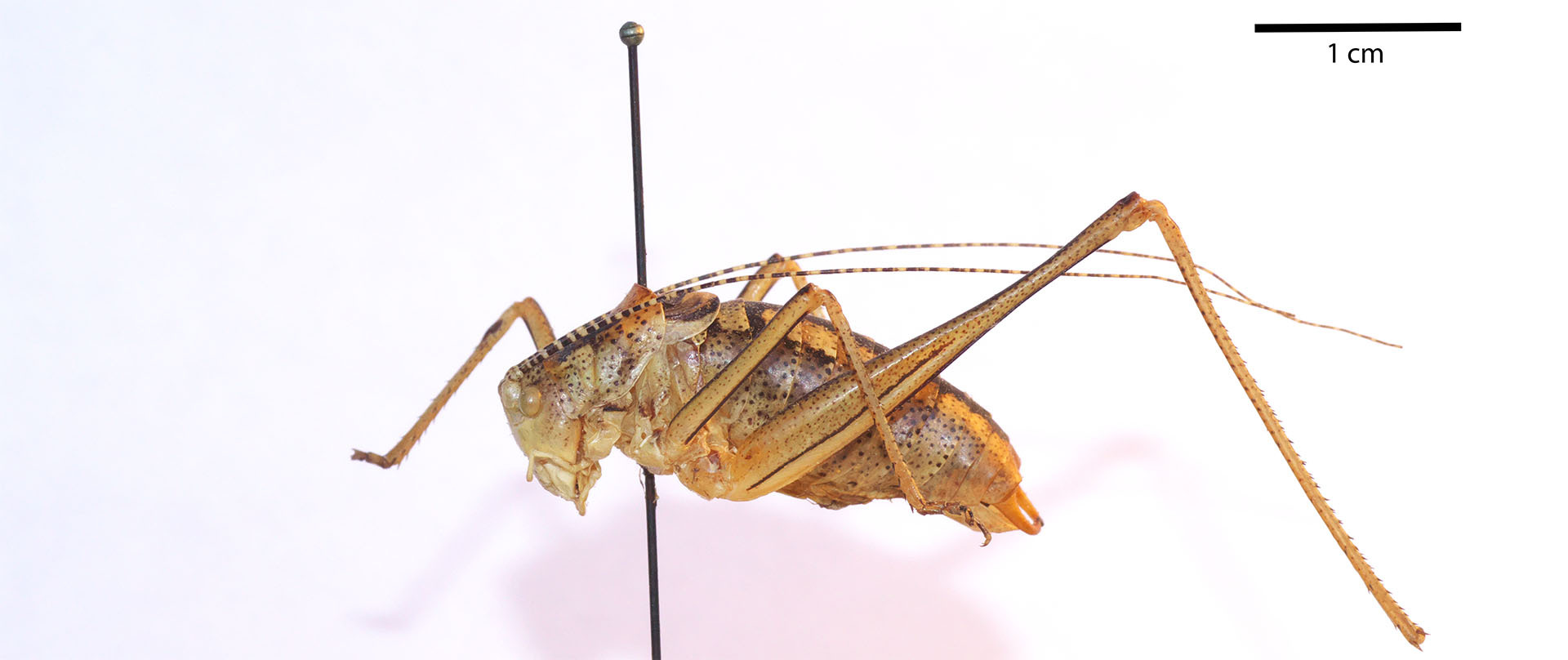 CollectionObject 1537730; 636a0a51-ce55-445f-a7d7-5509e8e3a825: male, lateral view (holotype). (CollectionObject).