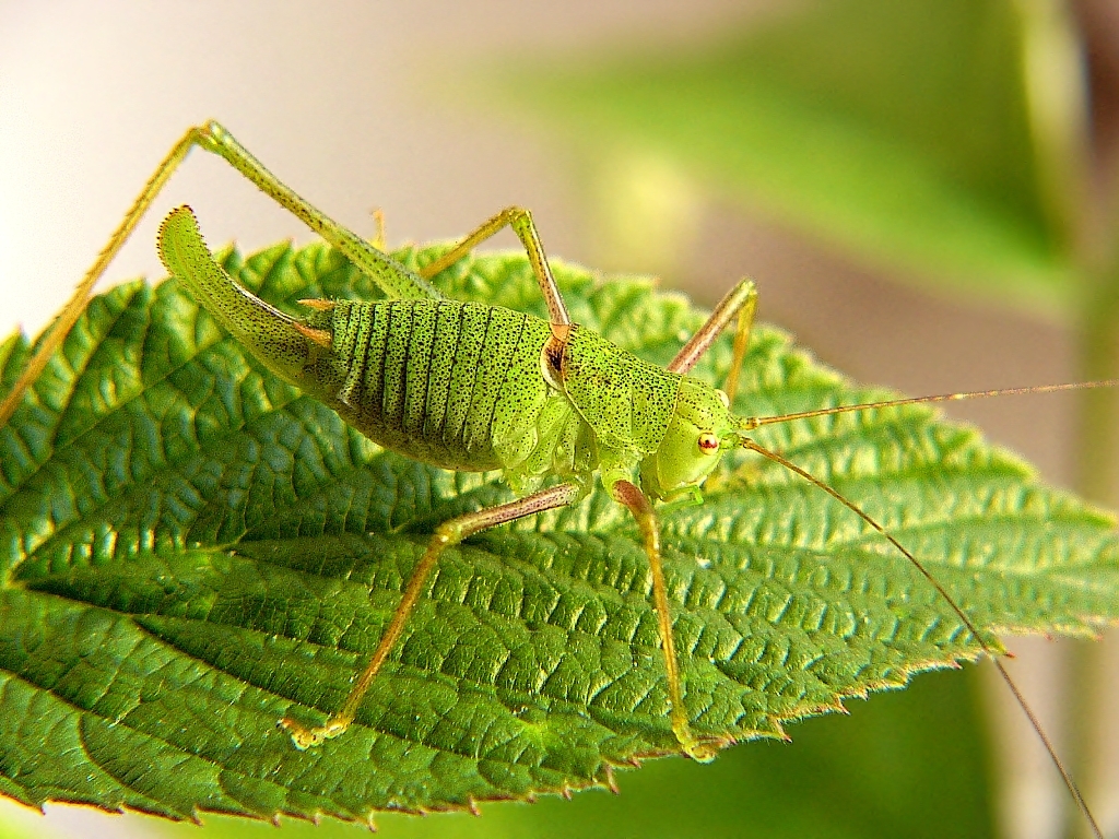 Poecilimon schmidtii (Fieber, 1853): female (Slovakia, Bukovské vrchy mountains). (Otu).