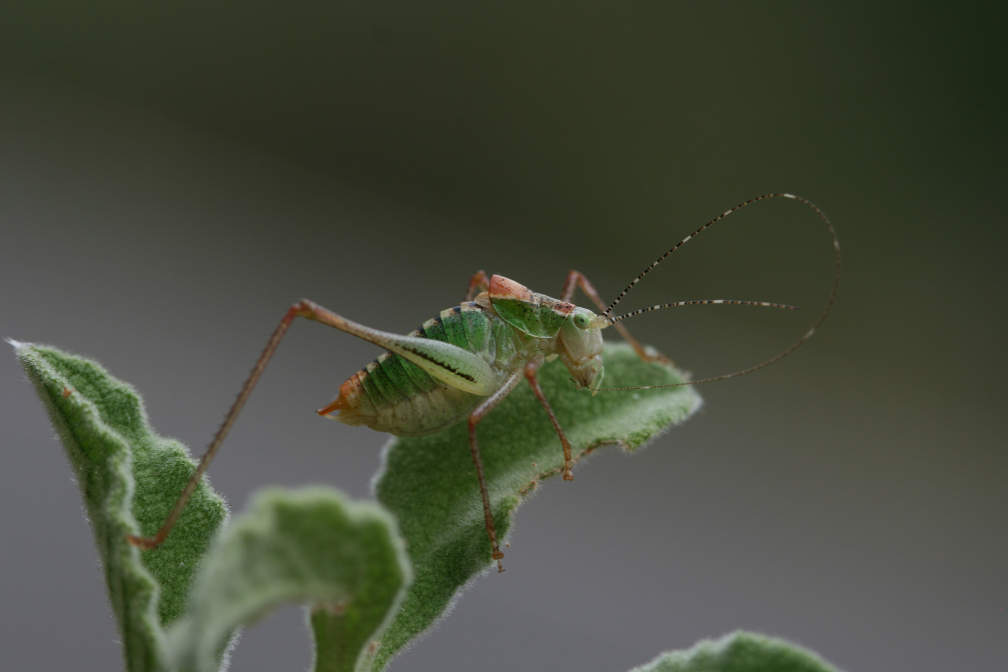 Poecilimon bilgeri Karabag, 1953: 2012. male (Turkey, Termessos National Park, pine forest). (Otu).