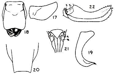 Poecilimon fussii Fieber, 1878: figures from Karabag 1953. (Otu).
