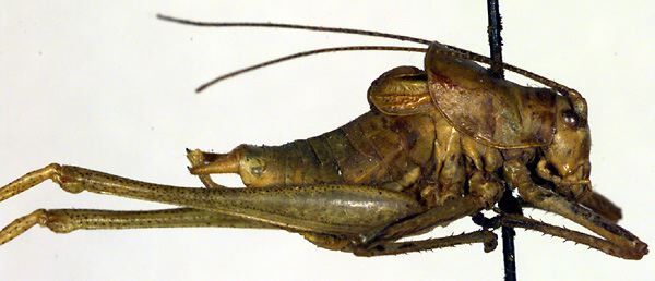 CollectionObject 1502534; 133d1453-4c65-4986-8750-52480abb2d7e: male, lateral view (syntype). (CollectionObject).