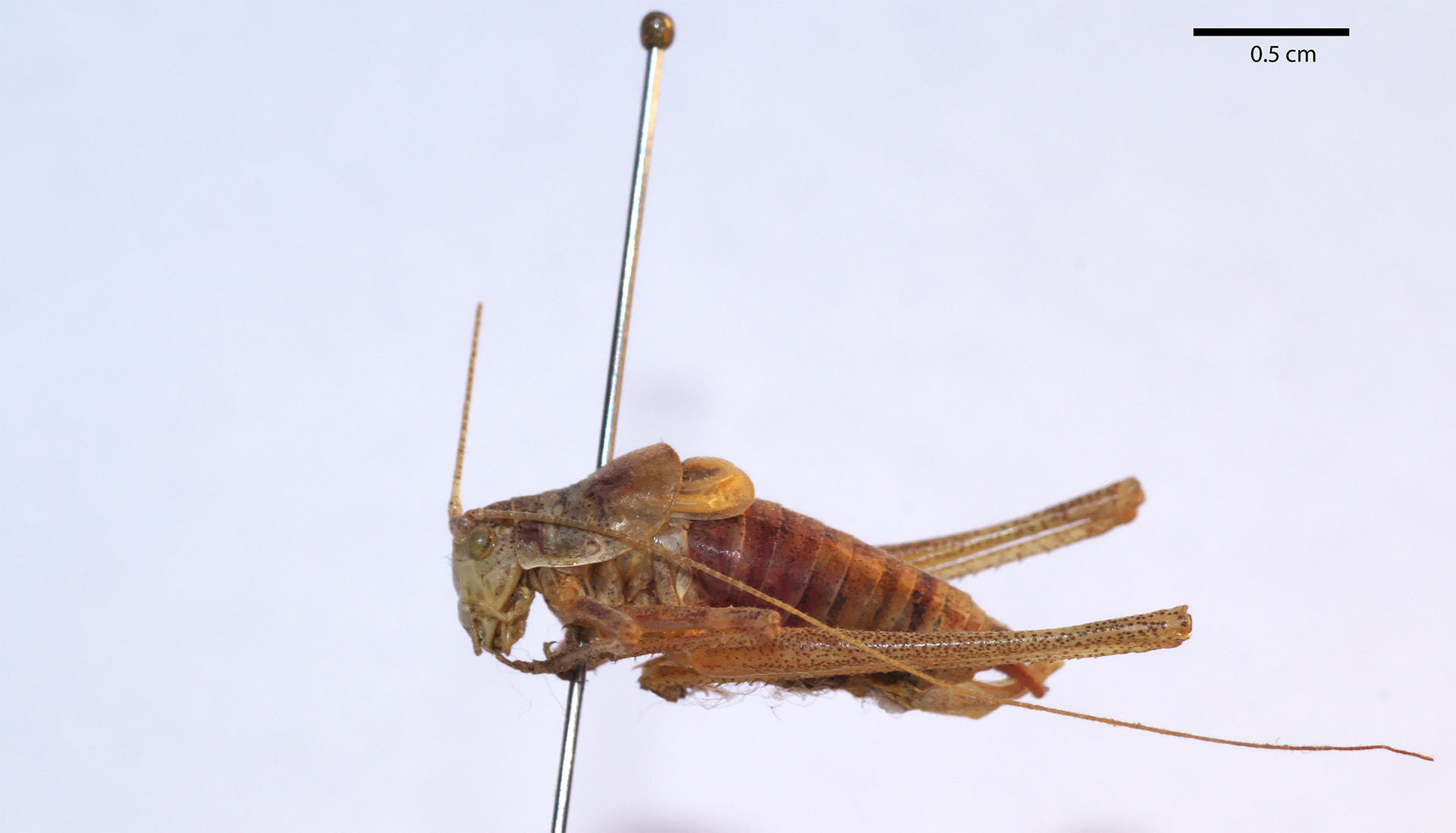 CollectionObject 1476039; 41384311-6207-4b51-be5b-101a55c3ef35: male, lateral view (syntype of synonym Poecilimon ebneri peristericus Karaman, 1961). (CollectionObject).