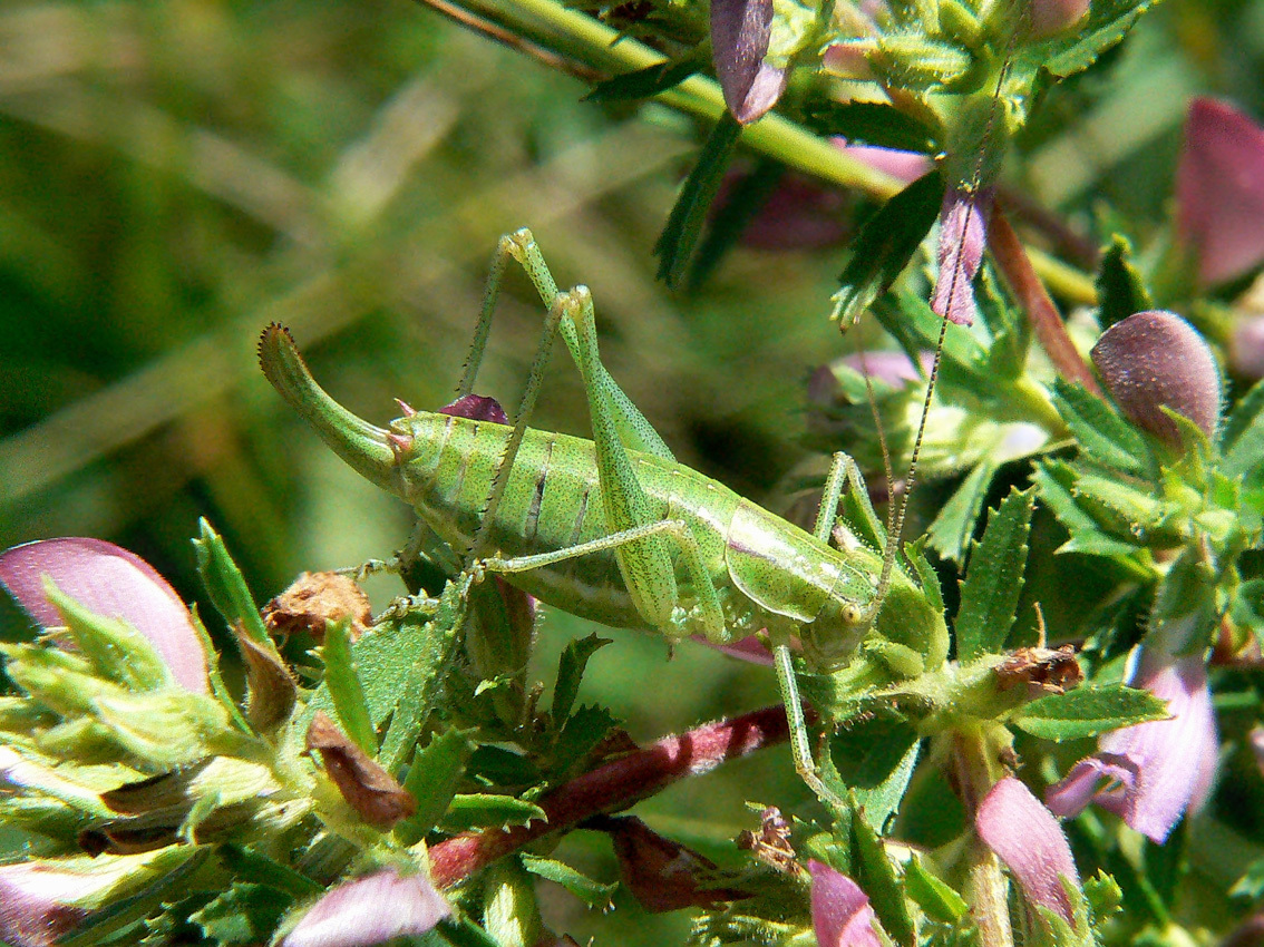 CollectionObject 1498464; 93c1a407-9641-4ec9-9977-de522ff5e5de: female. (CollectionObject).