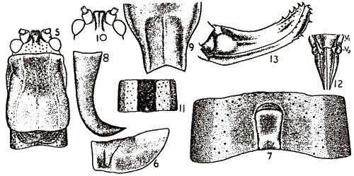 Poecilimon glandifer Karabag, 1950: figures from from Karabag 1950. (Otu).