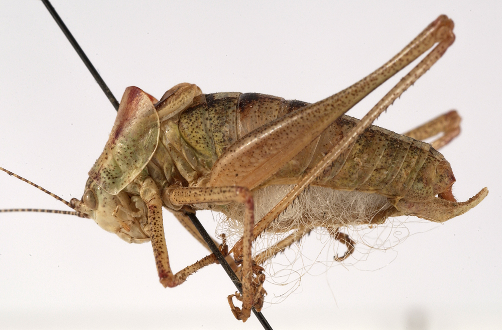 CollectionObject 1534653; ed0b7f62-5473-4cd2-bbb8-a4e40941da3b: male, lateral view (holotype). (CollectionObject).