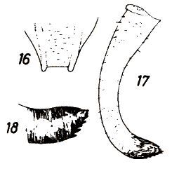 Poecilimon lodosi Harz, 1975: male left cercus and subgenital plate (from Harz 1976). (Otu).