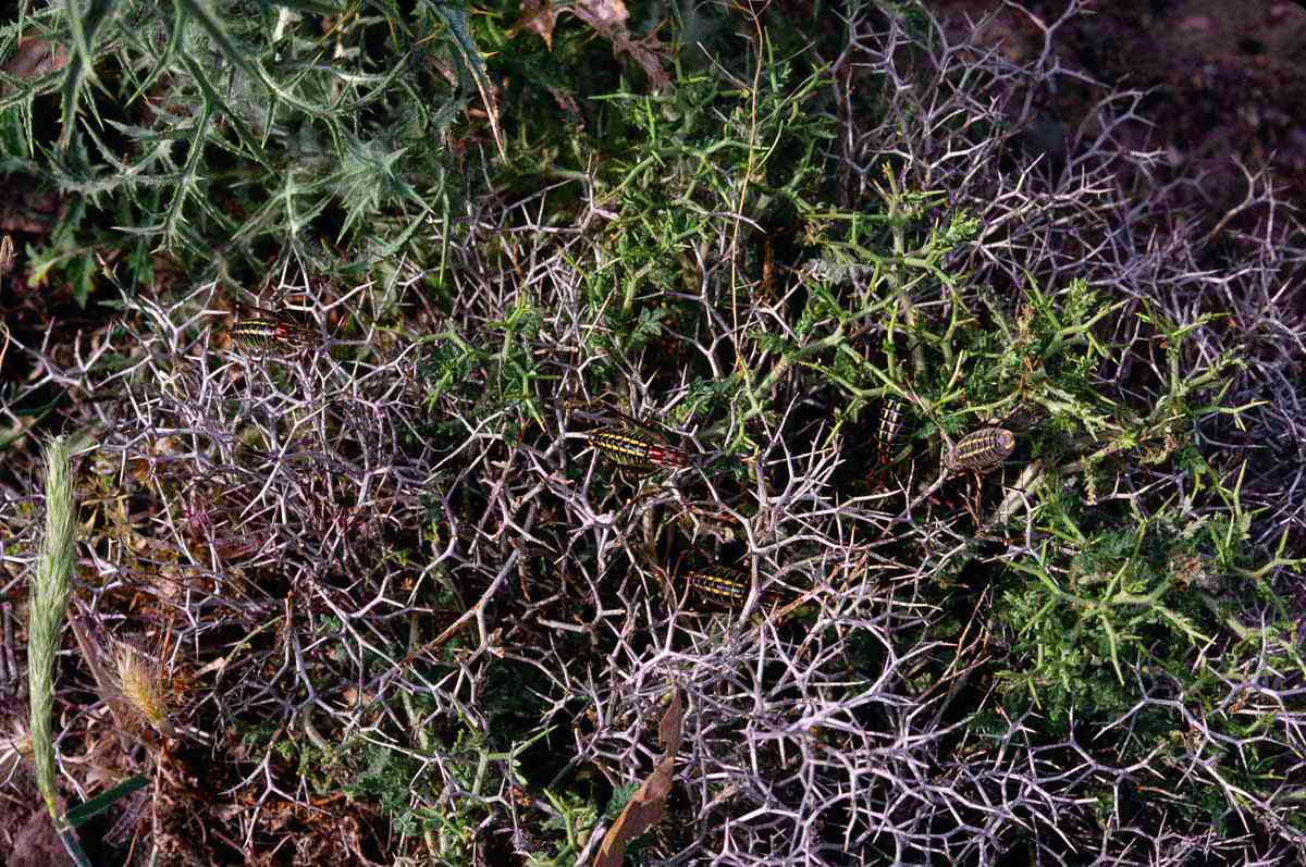 Poecilimon mytilenensis brevissimus Heller, Willemse & Sevgili, 2004: several indviduals in habitat (near Agra). (Otu).