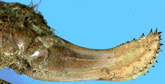 Poecilimon angulatus Uvarov, 1939: female ovipositor (paratype). (Otu).