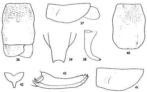 Poecilimon syriacus Brunner von Wattenwyl, 1891: figures from Karabag 1975 (as Poecilimon raggei). (Otu).
