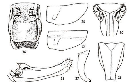 Poecilimon serratus Karabag, 1962: figures from Karabag 1962. (Otu).