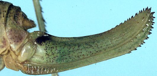 Poecilimon ersisi Salman, 1978: female ovipositor (paratype). (Otu).