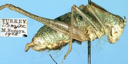 CollectionObject 1517446; 6dd10890-fbd6-46c3-990d-285dab05955f: male, lateral view (holotype). (CollectionObject).