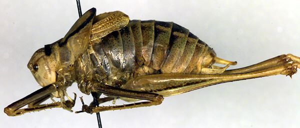 CollectionObject 1501979; 7473098a-8342-4df7-b1bb-00d305ef37e8: male, lateral view (paratype). (CollectionObject).