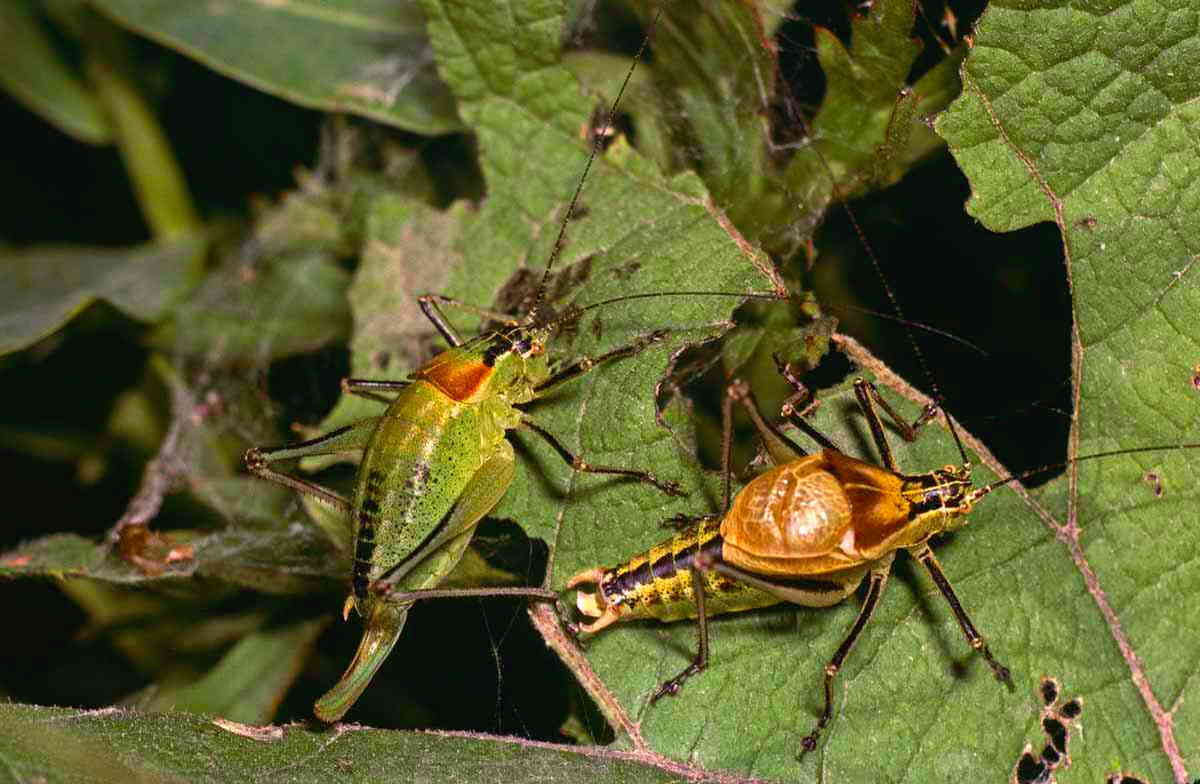 Poecilimon tschorochensis Adelung, 1907: male and female. (Otu).