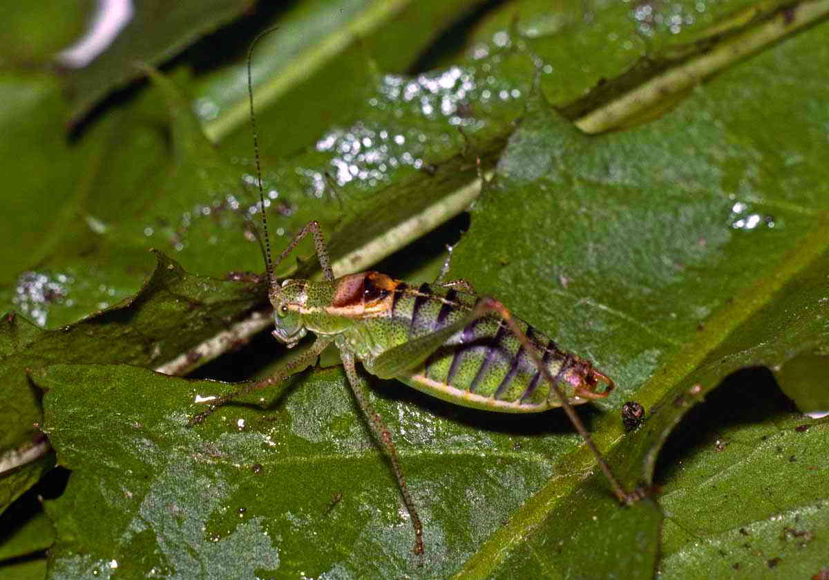 CollectionObject 1536658; 39654366-2000-44e0-ab1c-63de3fff4afc: male. (CollectionObject).