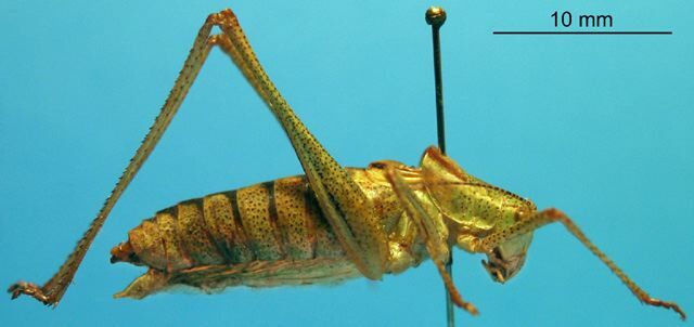 CollectionObject 1536533; 734249d2-fcb7-4c1d-9f50-00fdd4534c59, CH1183: male, lateral view (holotype). (CollectionObject).