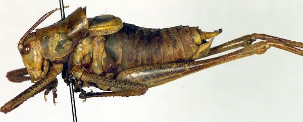 CollectionObject 1502017; 9d6440eb-5fda-4d12-893d-327f821ba425: male, lateral view (paratype). (CollectionObject).