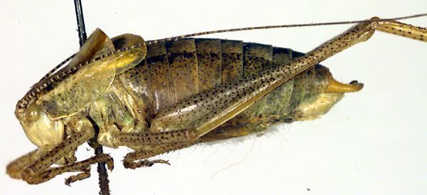 CollectionObject 1500673; f8482a7e-3c63-4526-b477-4f35620f6968: male, lateral view (holotype). (CollectionObject).