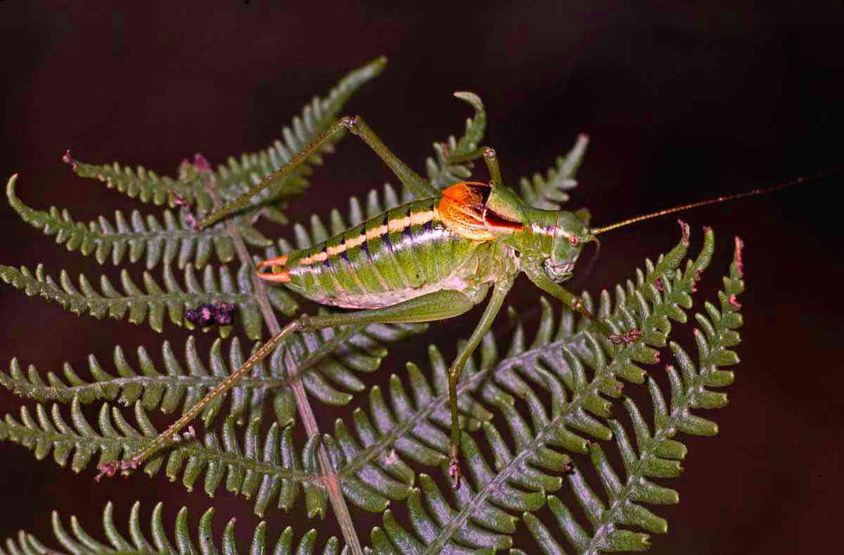 CollectionObject 1496859; 331f4b18-f9cf-4de7-ba46-c5094f00b4e6, CH5525: male, lateral view (as Poecilimon harzi). (CollectionObject).