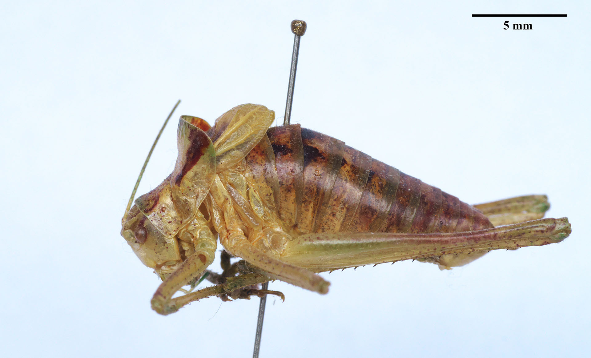 CollectionObject 1476030; 8bda37c9-2417-4475-a01a-3c9c4e264712: male, lateral view. (CollectionObject).