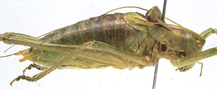 CollectionObject 1506533; 891e8458-c14b-47d7-95d9-36c832e1509f: male, lateral view (holotype). (CollectionObject).