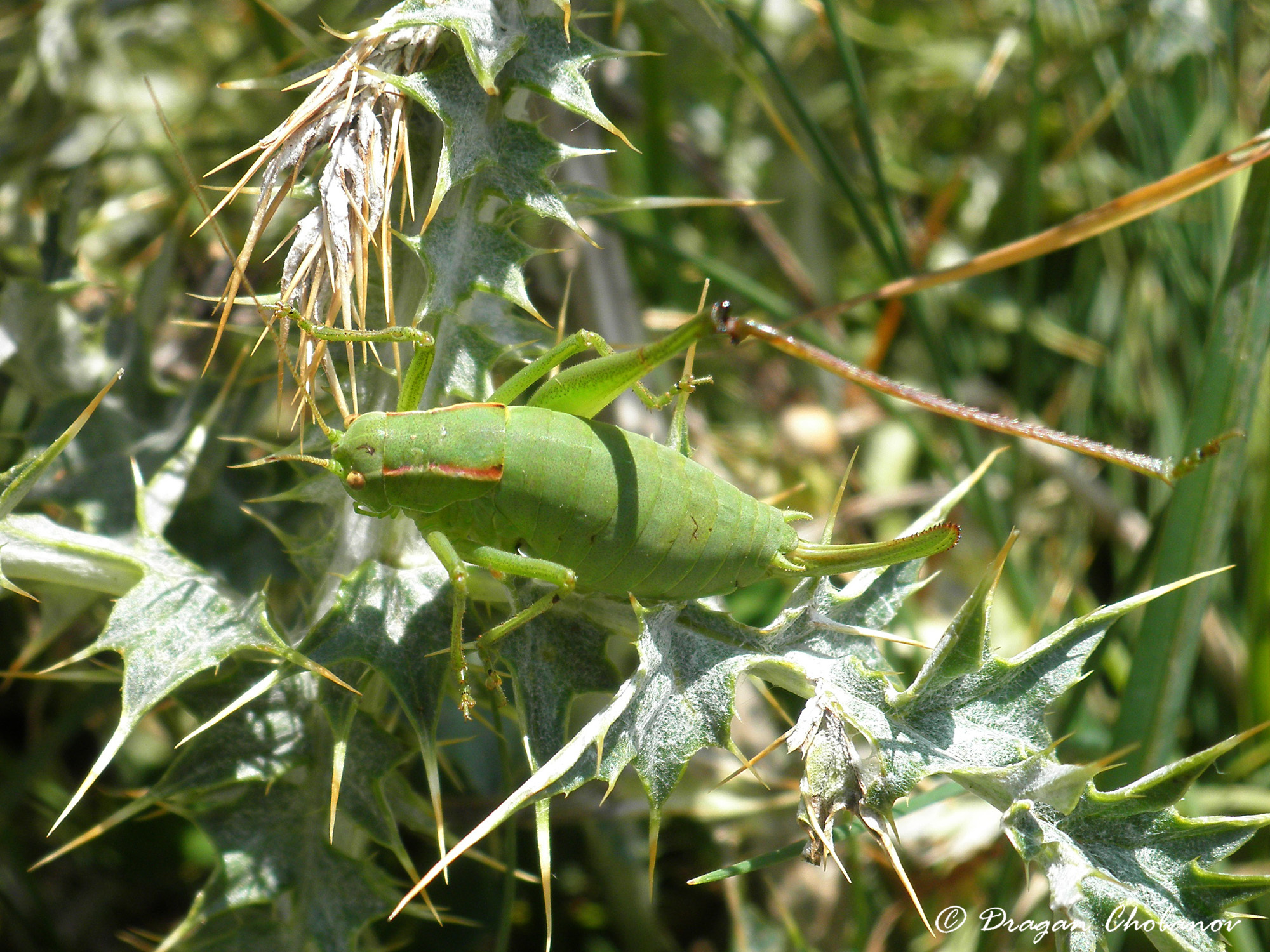 CollectionObject 1591566; 344af72d-6d35-4a4d-ba71-c9f4cc9aad62: female (AL: Trebeshina Mountains). (CollectionObject).