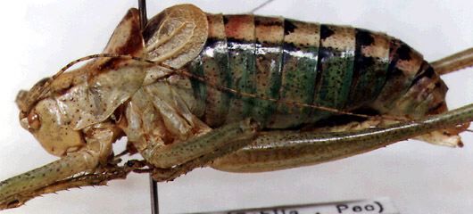 Poecilimon ornatus (Schmidt, 1850): male, lateral view (from Jugoslavia, Srbija, Pec Dreije-Pepic). (Otu).