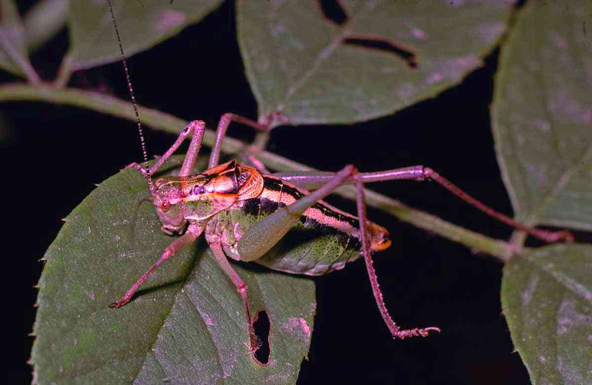 CollectionObject 1536692; 176a1bcc-8662-409c-9d4f-48f50857a6ca, CH4825: male. (CollectionObject).