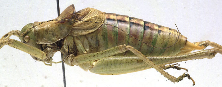 CollectionObject 1506532; fef095e5-a4f8-42a7-8166-a36082896042: male, lateral view (holotype). (CollectionObject).