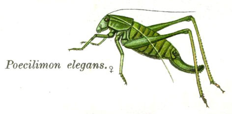 Poecilimon elegans Brunner von Wattenwyl, 1878: Pl. 7. female habitus. (Otu).