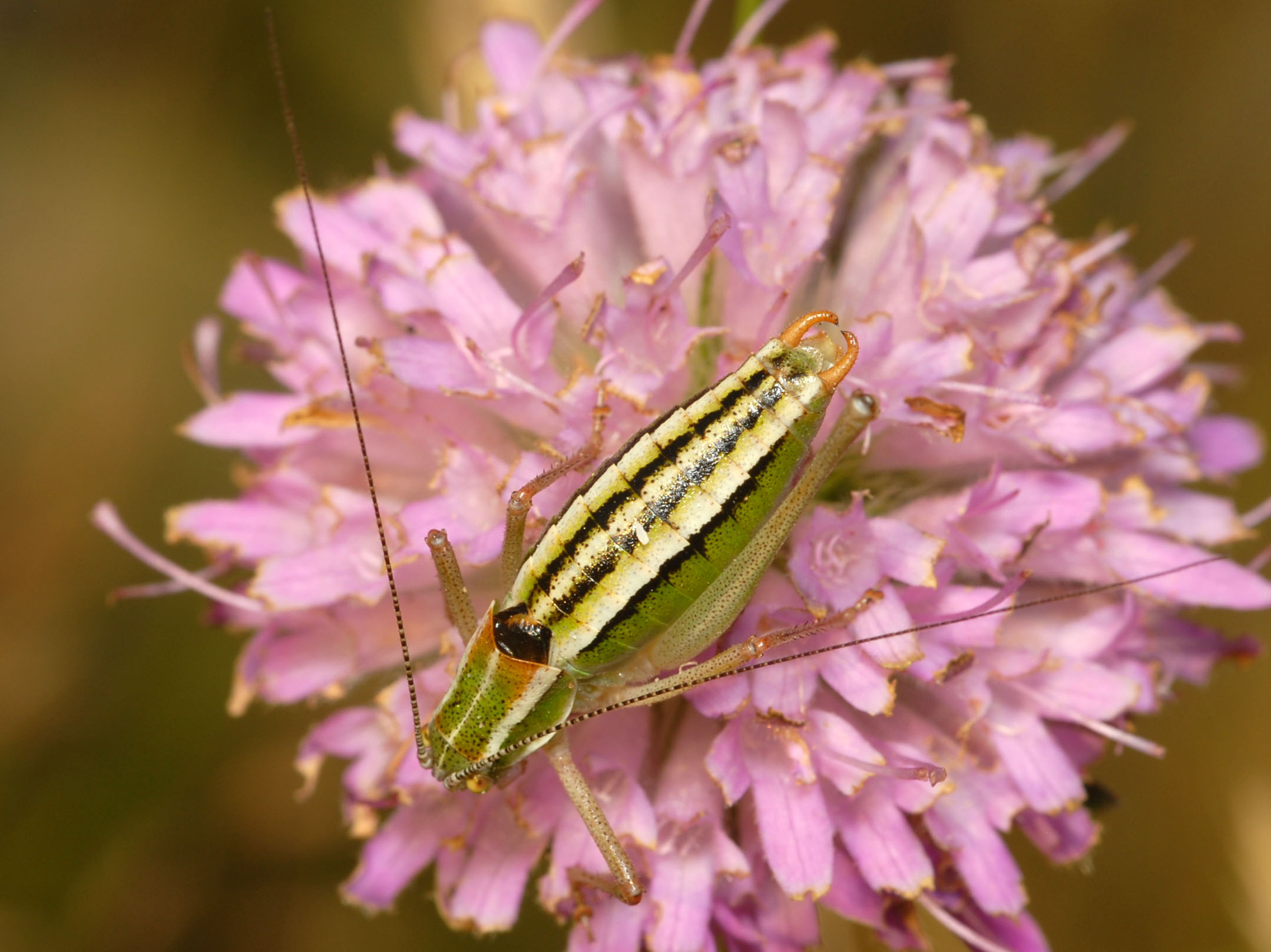 CollectionObject 1574098; 12f38aa8-1f95-47ec-ab08-59e26f1dca0f: male (Montenegro, Durmitor Mts). (CollectionObject).
