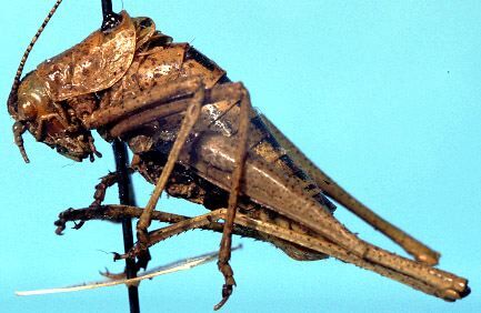 CollectionObject 1499321; 05664d63-260d-4813-803f-538e491c3255: male, lateral view (holotype of Poecilimon lemnoticus). (CollectionObject).