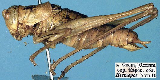 Poecilimon (Poecilimon) variicercis Miram, 1938: male, lateral view (paratype). (Otu).