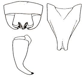 Poecilimon armeniacus (Uvarov, 1921): male subgenital plate and cerci. (Otu).