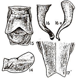 Poecilimon excisus Karabag, 1950: male pronotum, 14 lateral, 15 dorsal view; 16 left cercus, 16a lateral view; 17 subgenital plate. (Otu).