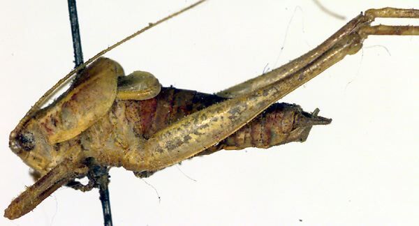 CollectionObject 1500658; c6bcc54e-a1d0-4a31-b4ea-2ec9c9e5d236: male, lateral view (holotype). (CollectionObject).