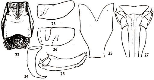 Poecilimon harveyi Karabag, 1964: male, female 22. male pronotum; 23. ditto, lateral; 24. left cercus; 25. subgenital plate; 26. female pronotum; 27. female subgenital plate; 28. ovipositor (from Karabag 1964). (Otu).
