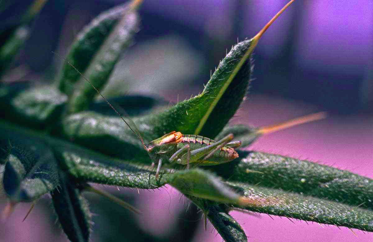 CollectionObject 1496860; 85350aee-1318-474b-88aa-604766e5e0be, CH5620: male, lateral view. (CollectionObject).