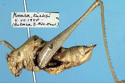 CollectionObject 1517499; d1990680-7dff-43ce-ab51-722d7bc2773c: male, lateral view (holotype). (CollectionObject).