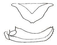 Poecilimon minutus Karabag, 1975: female ovipositor and subgenital plate. (Otu).