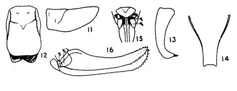 Poecilimon kutahiensis Werner, 1901: various body parts (Poecilimon rammeanus ). (Otu).