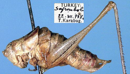 CollectionObject 1517502; a147e102-b362-41d4-afdf-fa234fab85cb: male, lateral view (holotype). (CollectionObject).