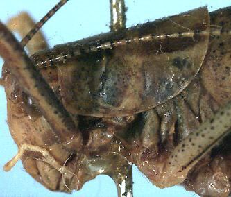 Poecilimon cervoides Karabag, 1964: female head and pronotum (paratype). (Otu).