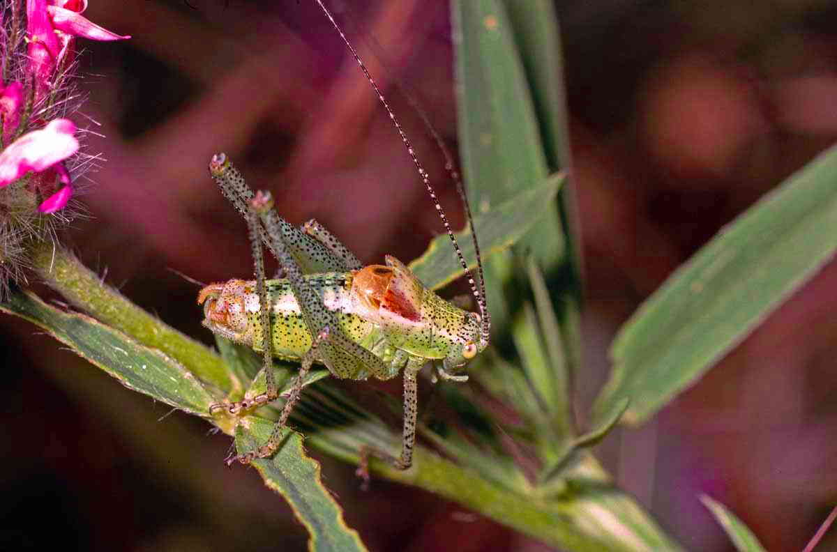 CollectionObject 1536636; d9277d1f-896d-43a8-9b82-10657c093925, CH1830: male. (CollectionObject).